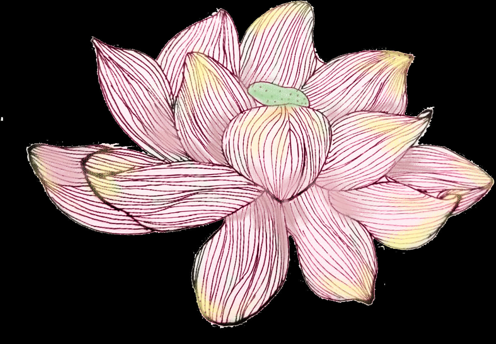 Hand Drawn Pink Lotus Flower