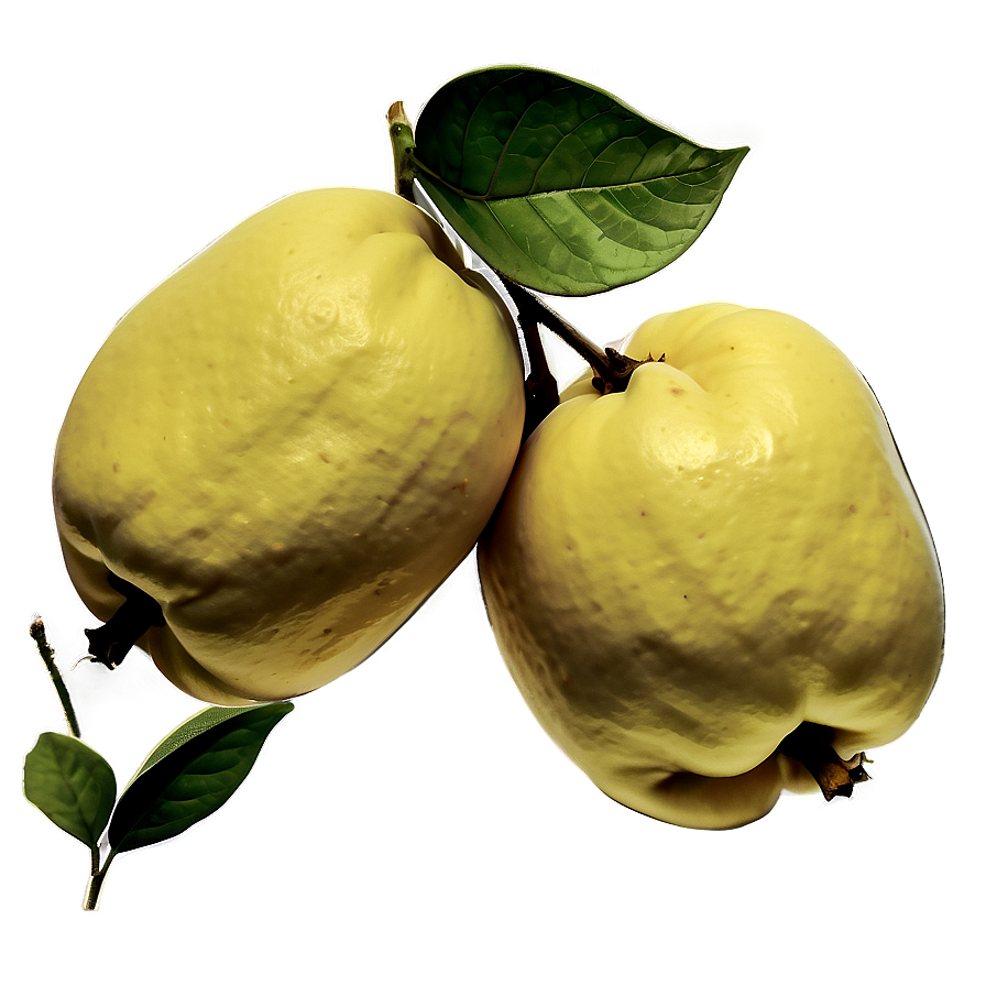 Hand-drawn Quince Sketch Png Bls24