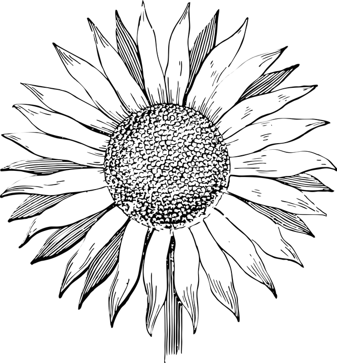 Hand Drawn Sunflower Vector Art