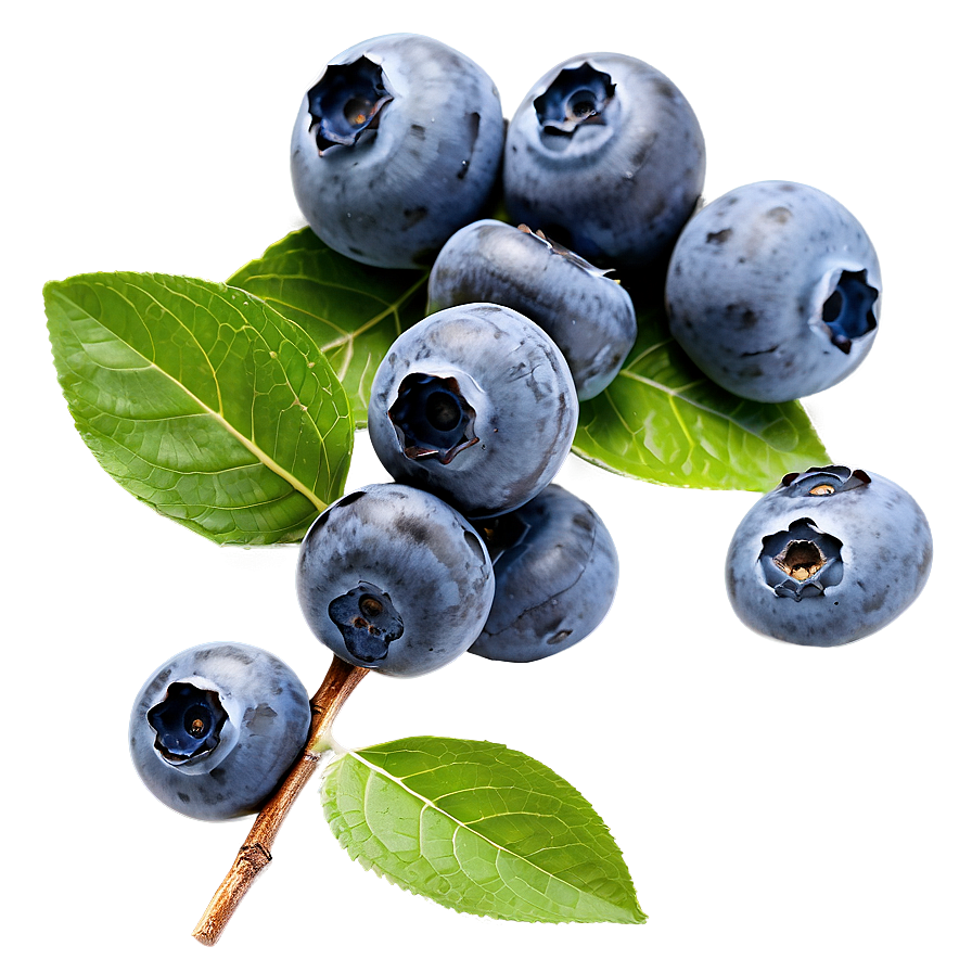 Hand-picked Blueberry Png 05212024