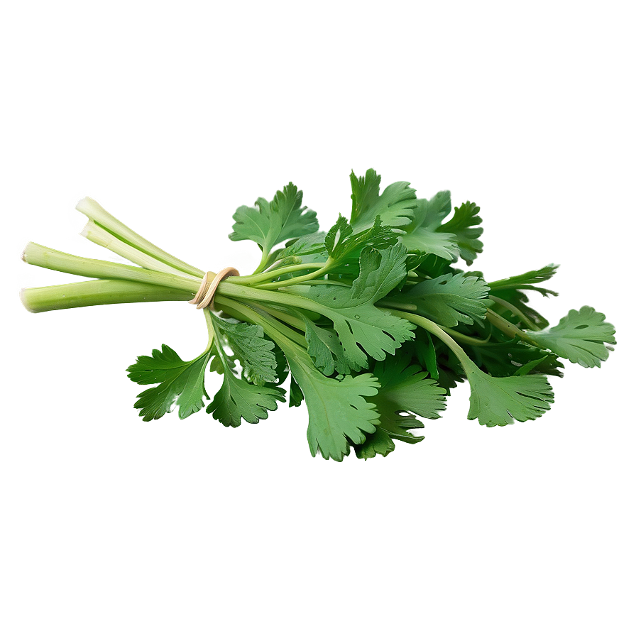 Handful Of Cilantro Png Pxc