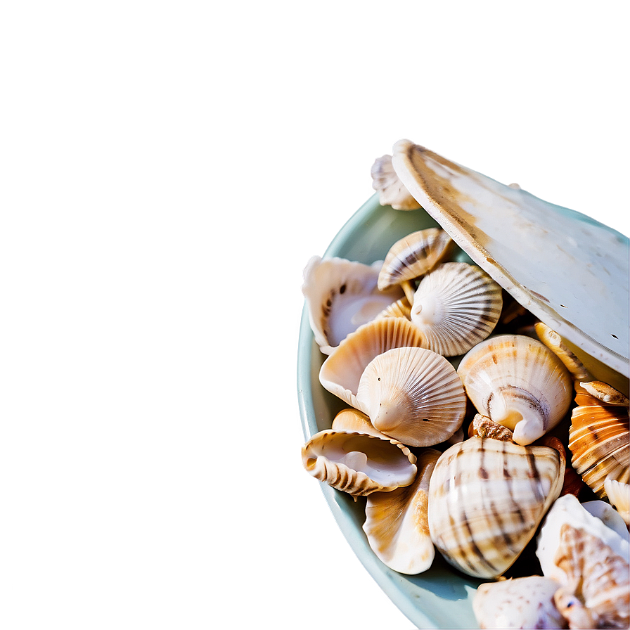 Handpicked Beach Shells Png 3