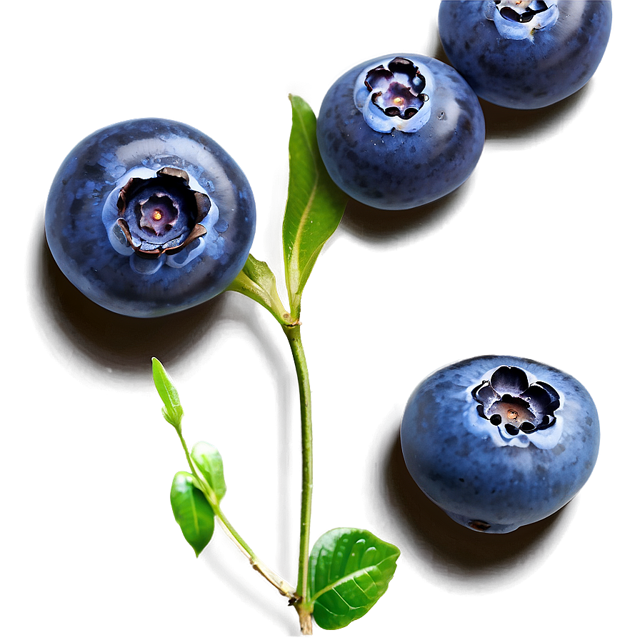 Handpicked Blueberries Png 05242024
