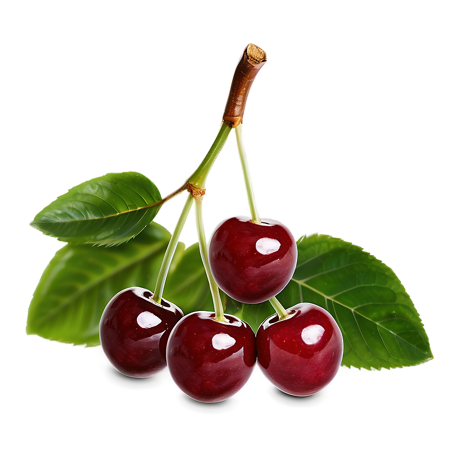 Handpicked Cherries Png 38