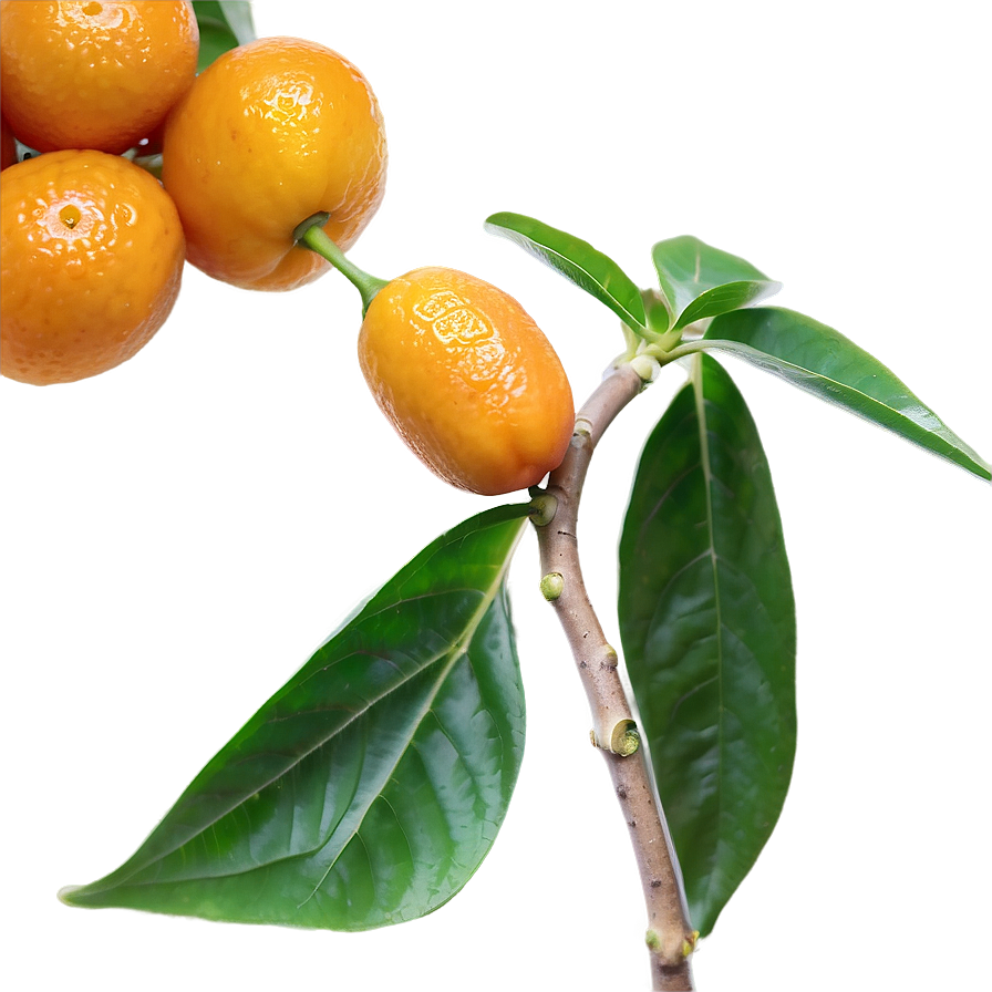 Handpicked Kumquat Png Lfk