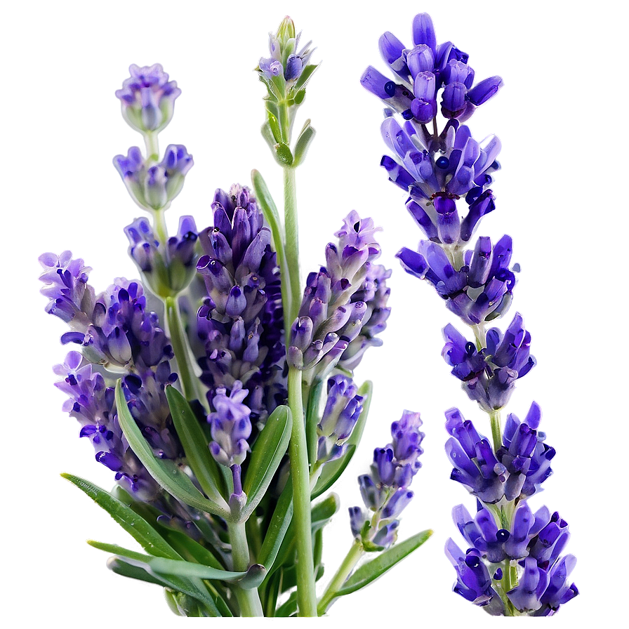 Handpicked Lavender Png 16