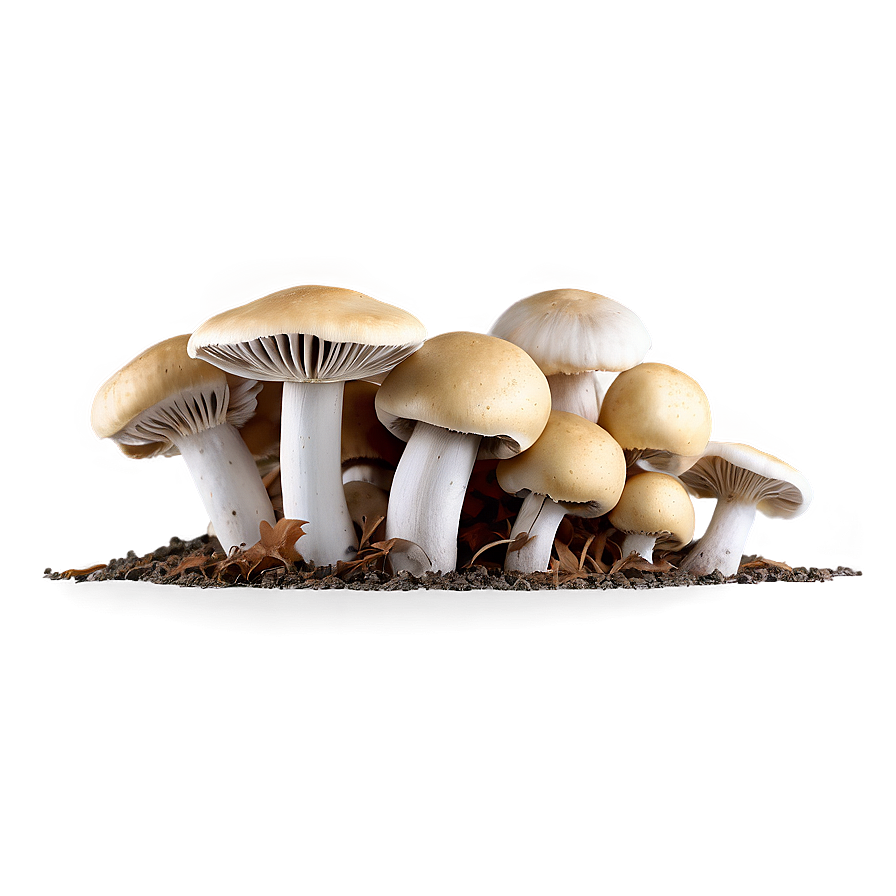 Handpicked Mushrooms Png Jbq