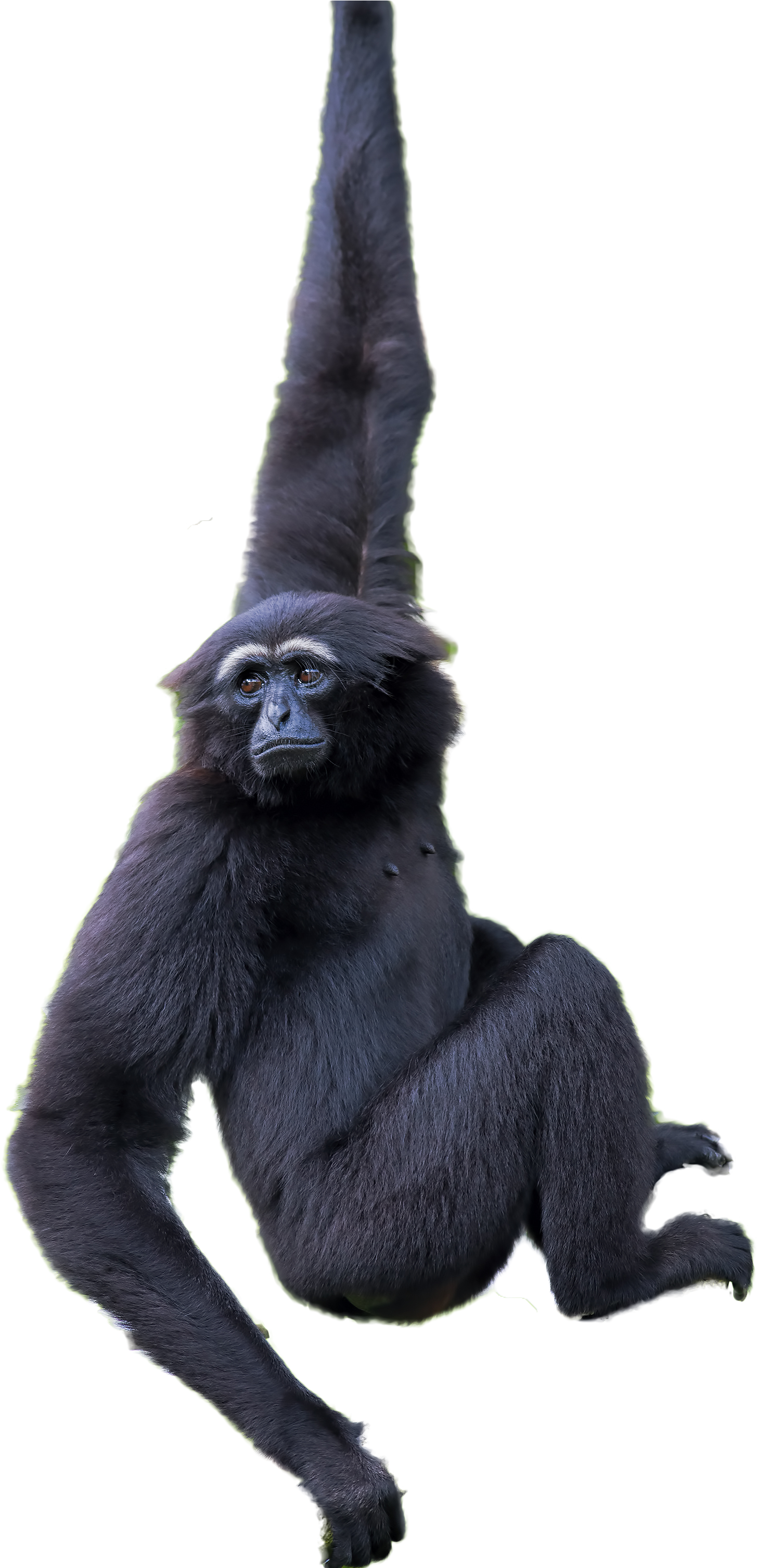 Hanging Black Gorilla