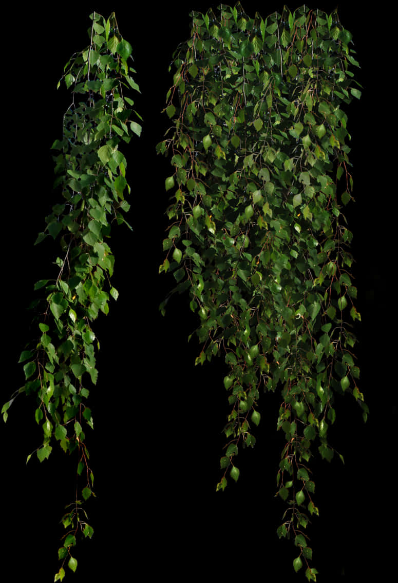 Hanging Green Leaves Black Background.jpg