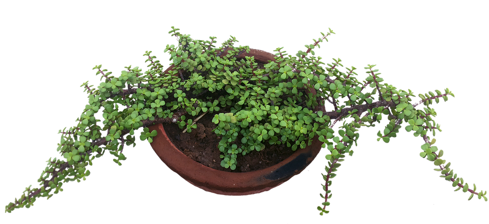 Hanging Green Plantin Terracotta Pot