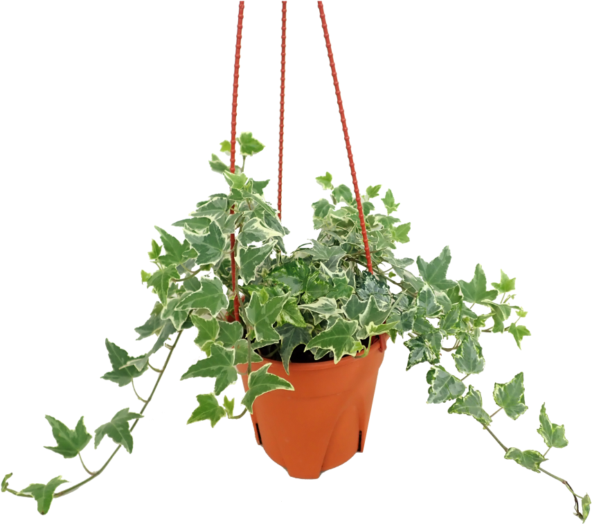 Hanging Ivy Plant Pot