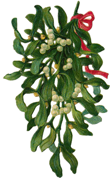 Hanging Mistletoe Bunch.png