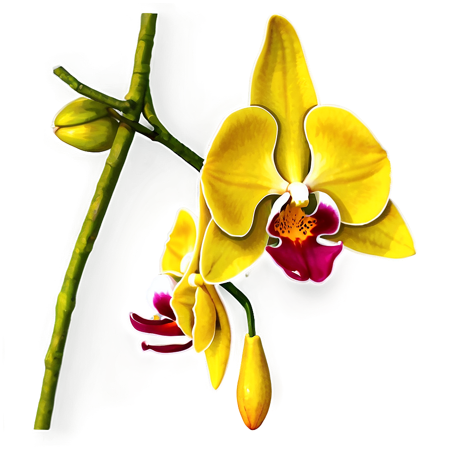 Hanging Orchid Png Cjd13