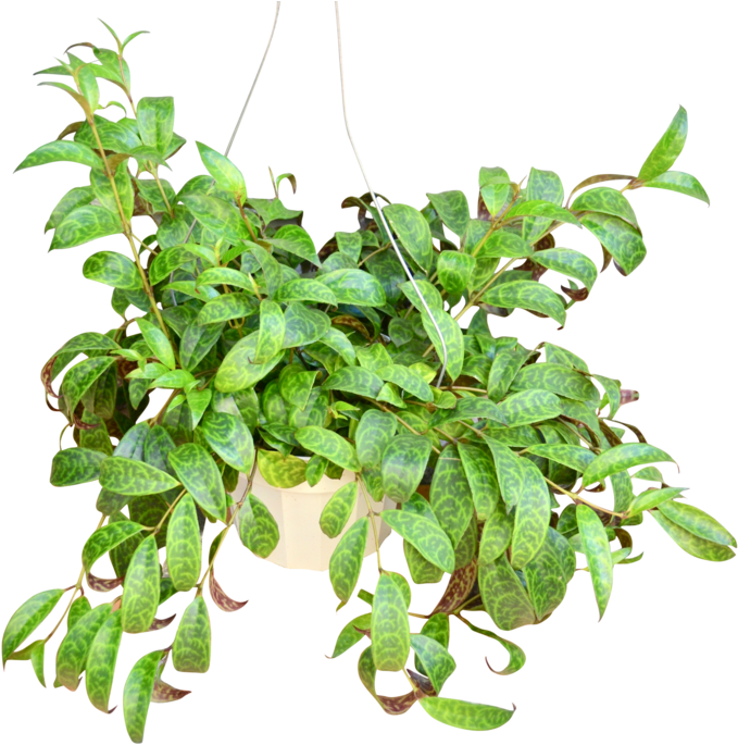 Hanging Pothos Plant