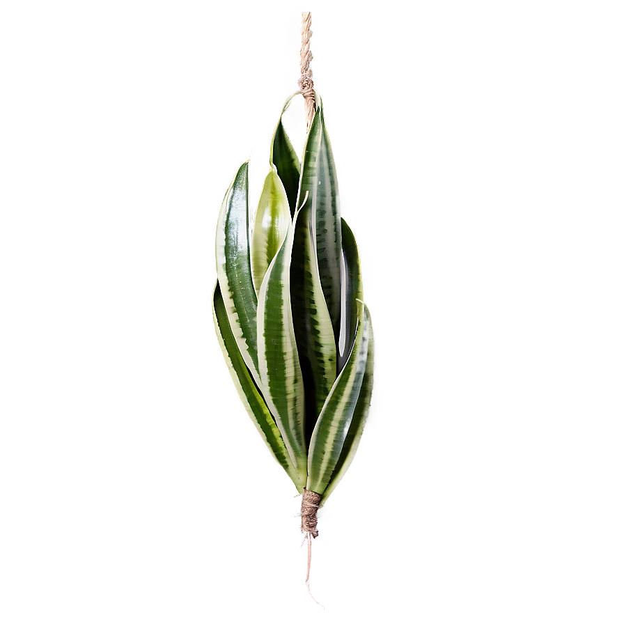 Hanging Snake Plant Png 17