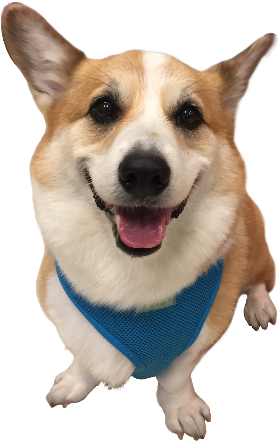 Happy Corgiin Blue Harness.png