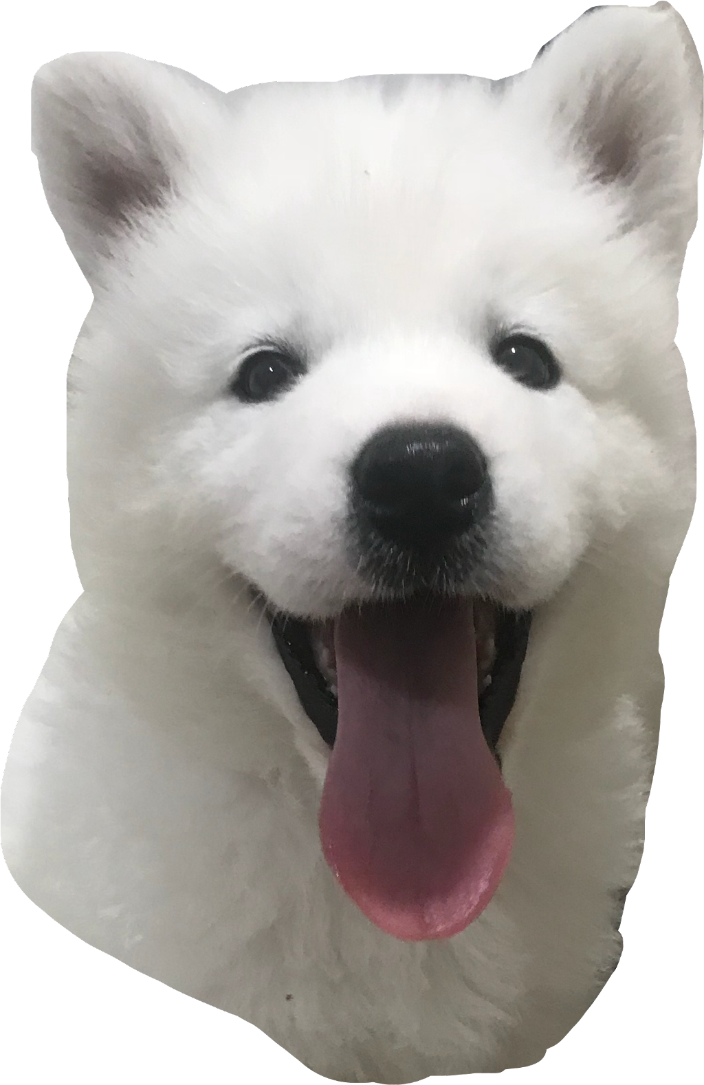 Happy Samoyed Puppy Smiling