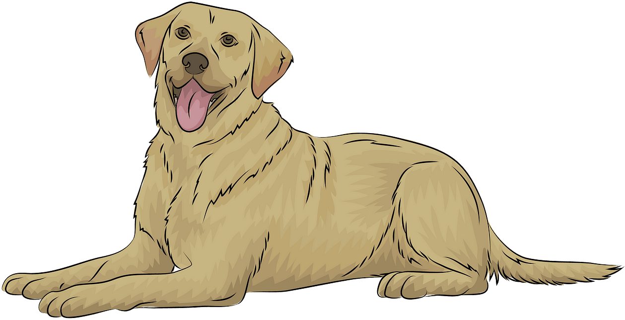 Happy Yellow Labrador Resting.png