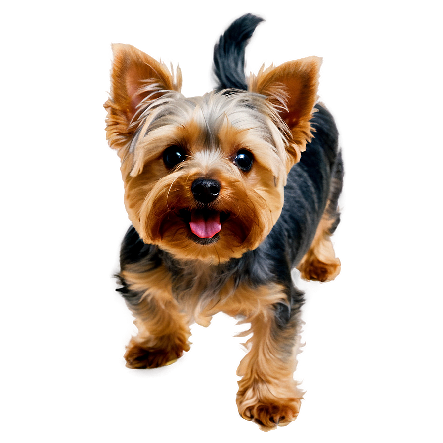 Happy Yorkie Png Mgk