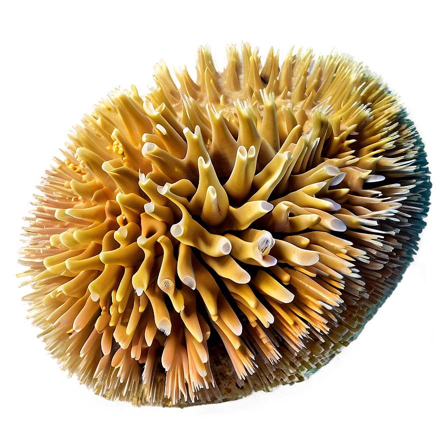 Hard Coral Structure Png 75