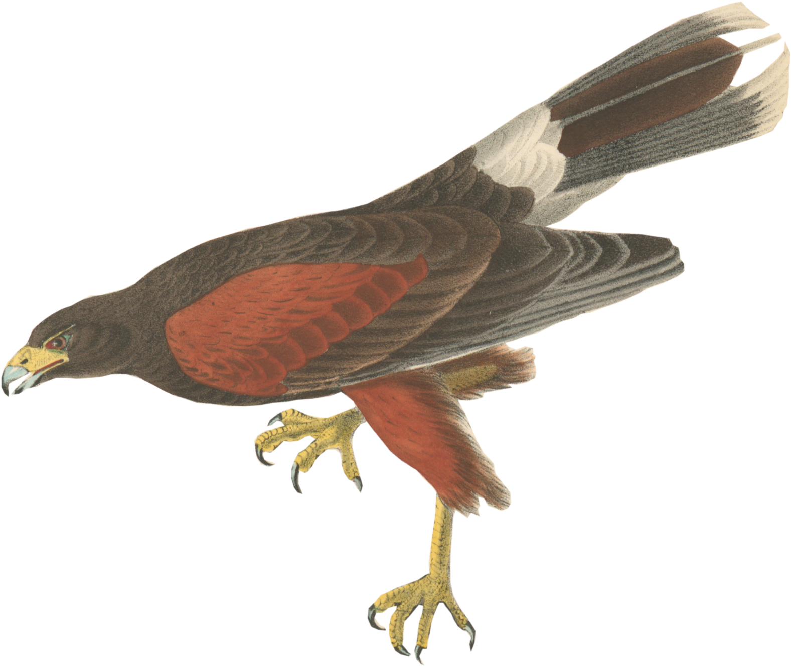 Harris Hawk Illustration