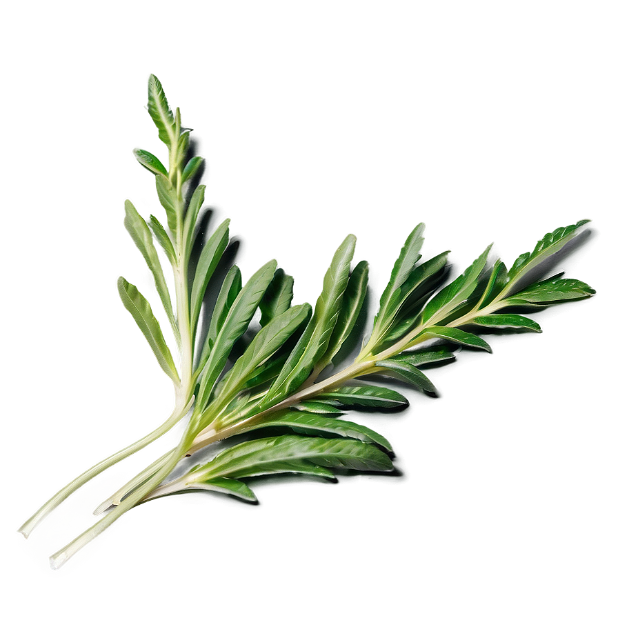 Harvested Herb Png 77