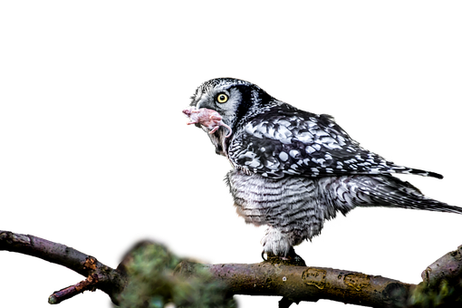 Hawk Owl Feeding Time