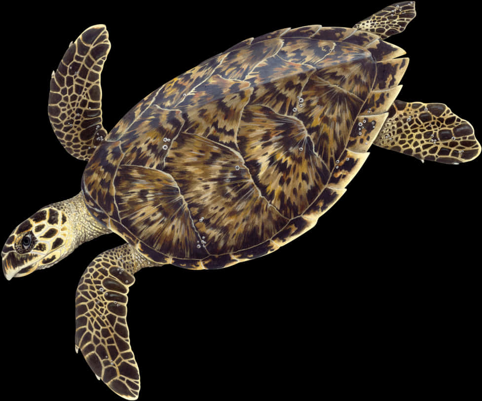 Hawksbill Sea Turtle Illustration