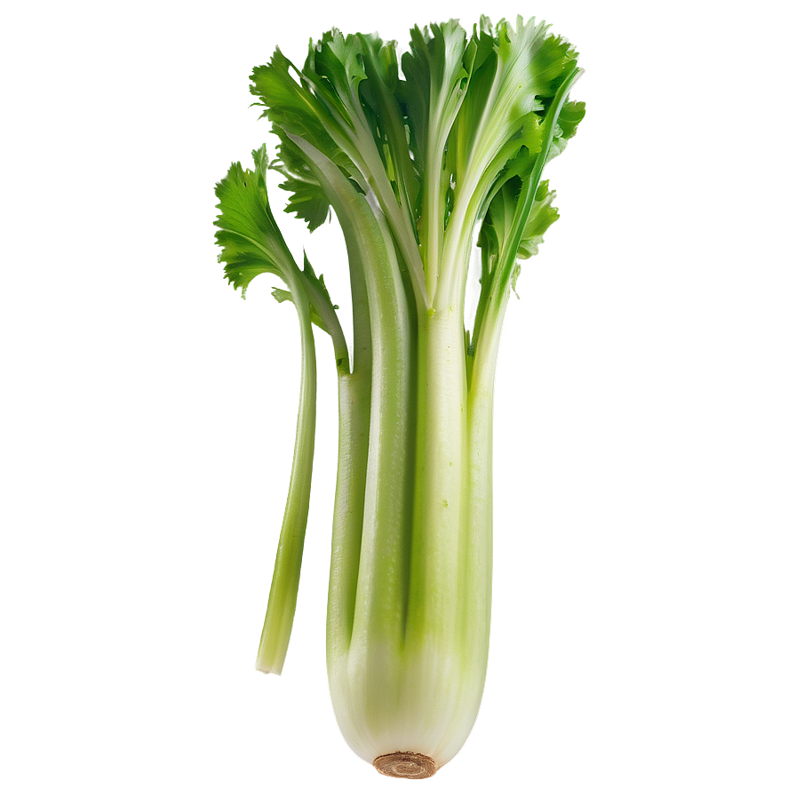 Healthy Celery Png 88