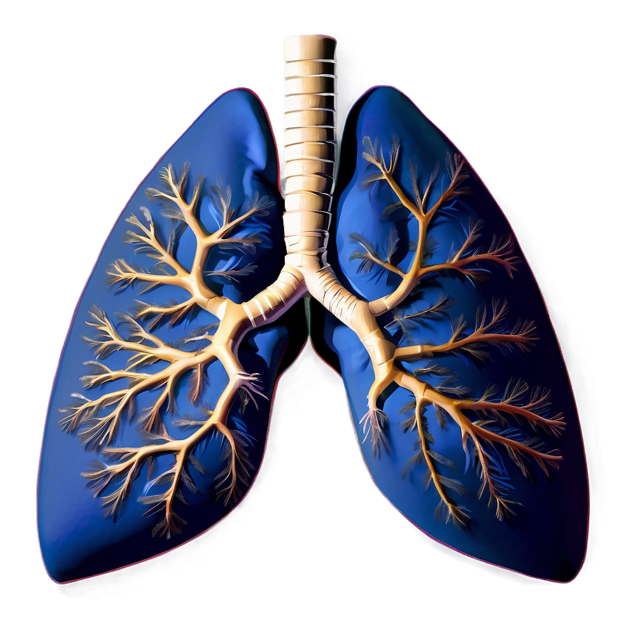 Healthy Lung Image Png Acd30