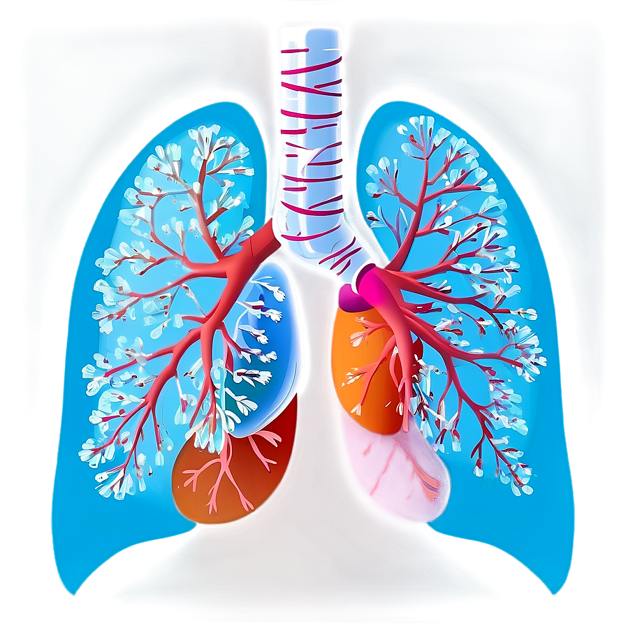 Healthy Lungs Illustration Png Gfn45