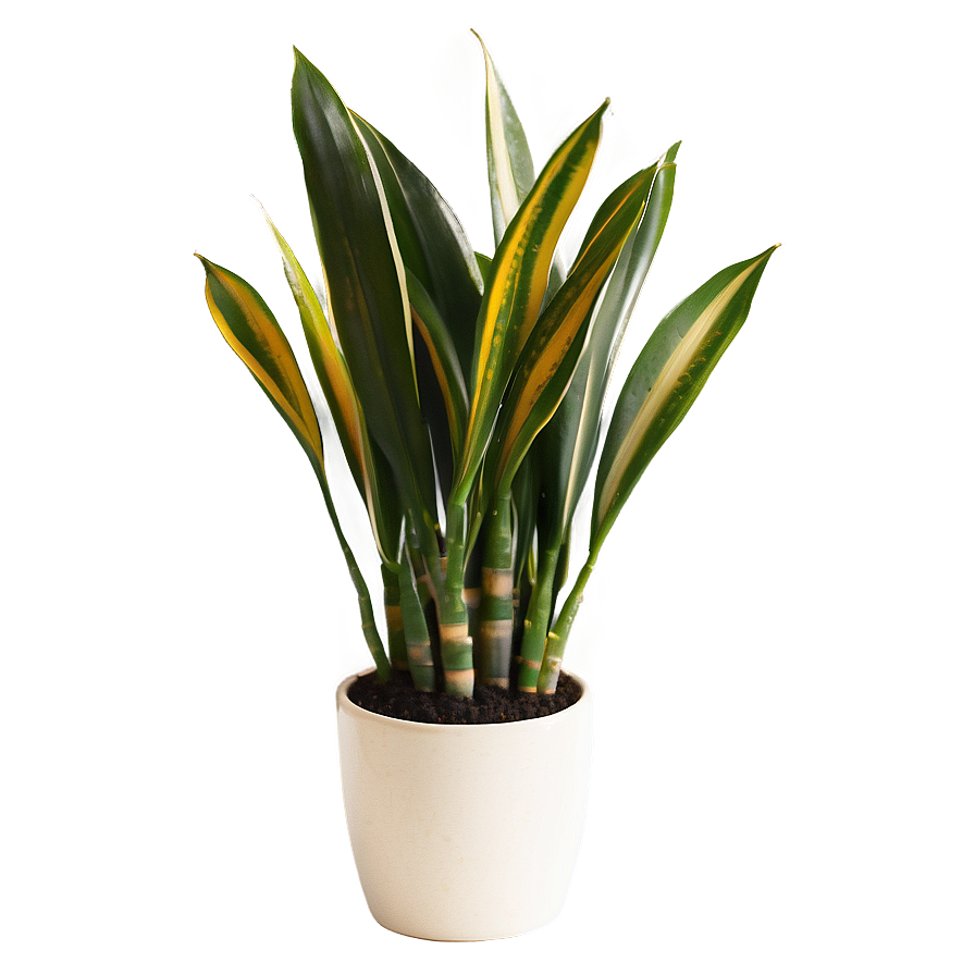 Healthy Snake Plant Png Qqy4