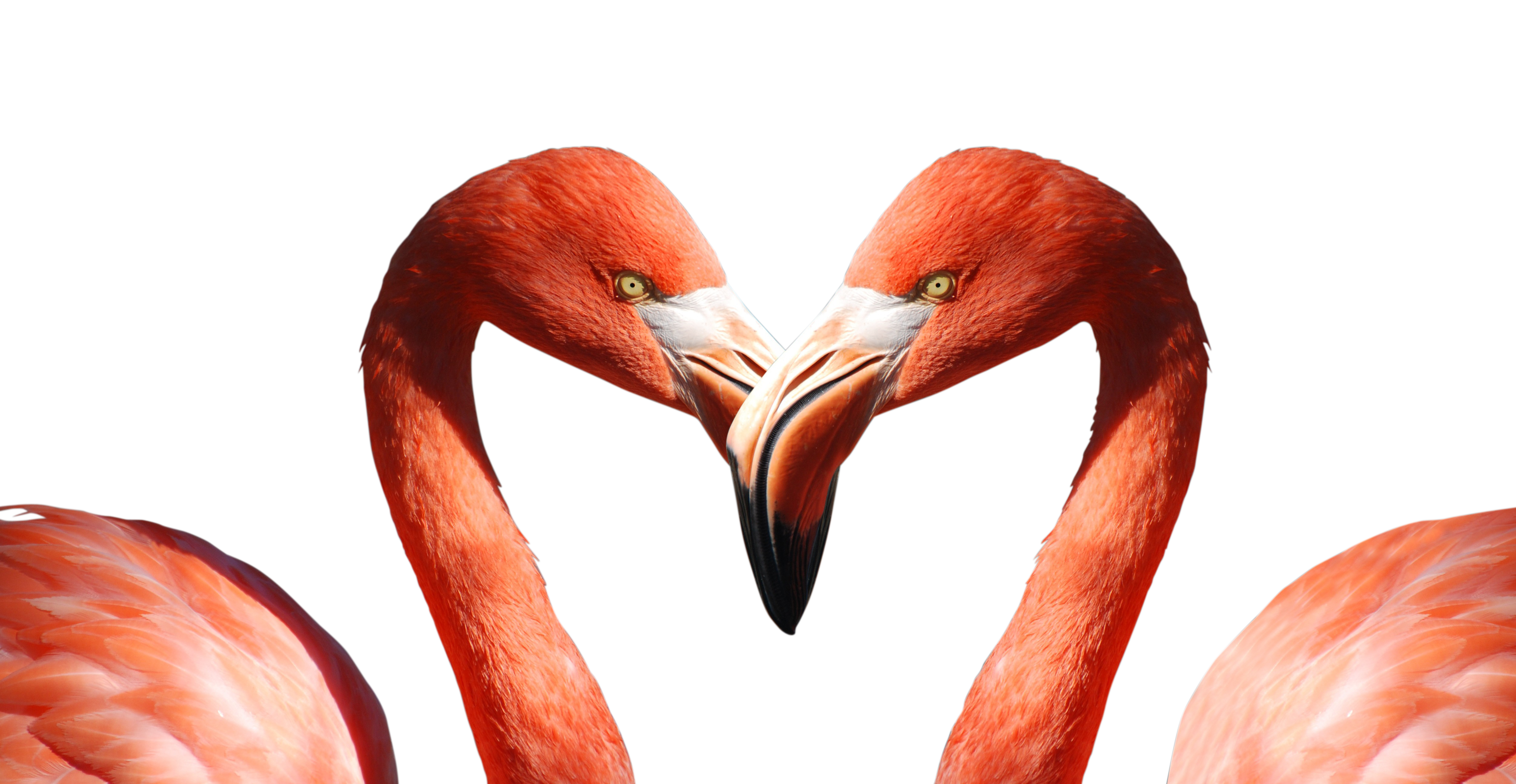 Heart Shaped Flamingo Heads