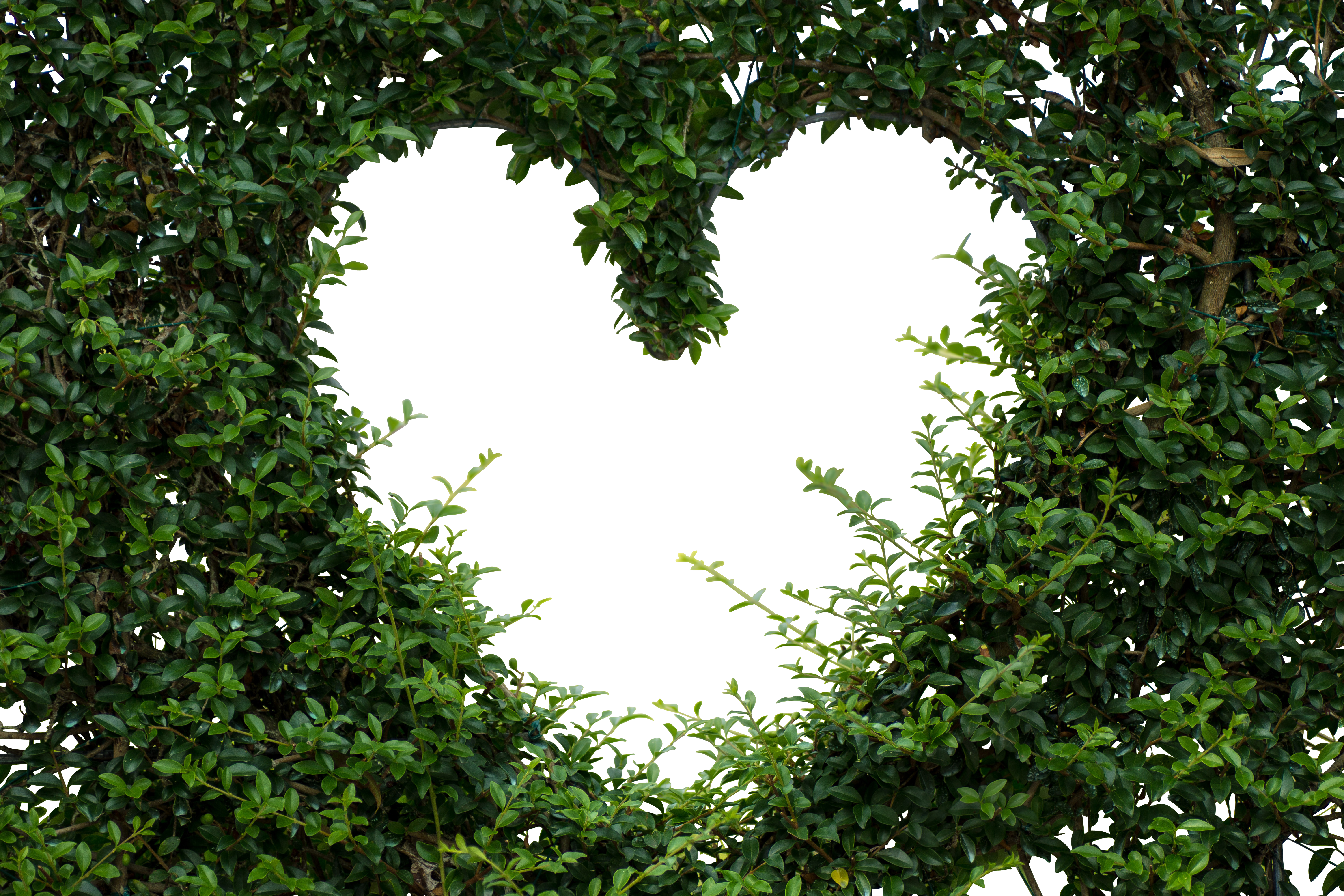 Heart Shaped Hedge Opening