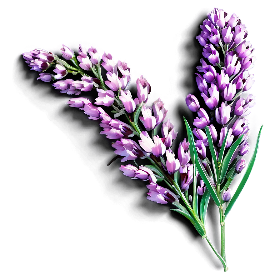 Heather Flower Art Png 68