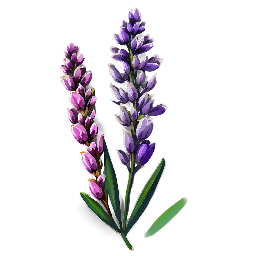 Heather Flower Art Png Qqx49