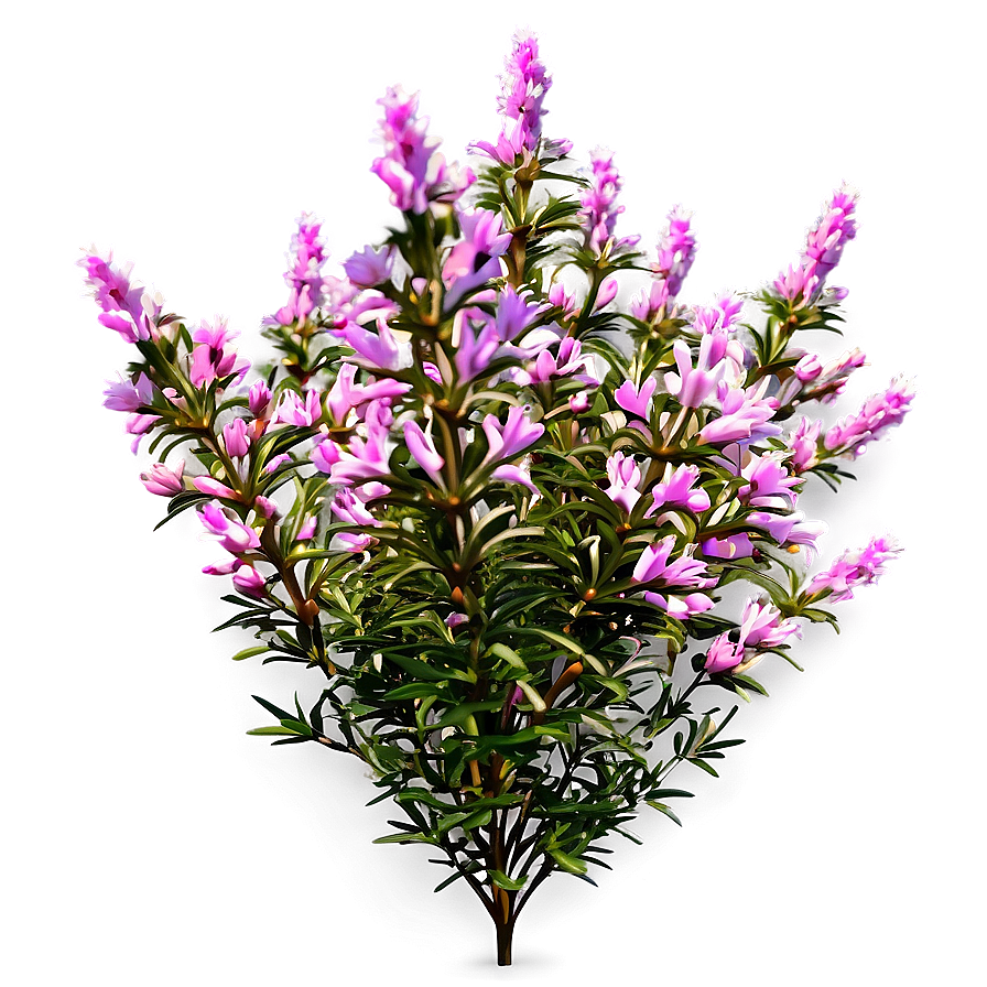 Heather Flower Bush Png 51