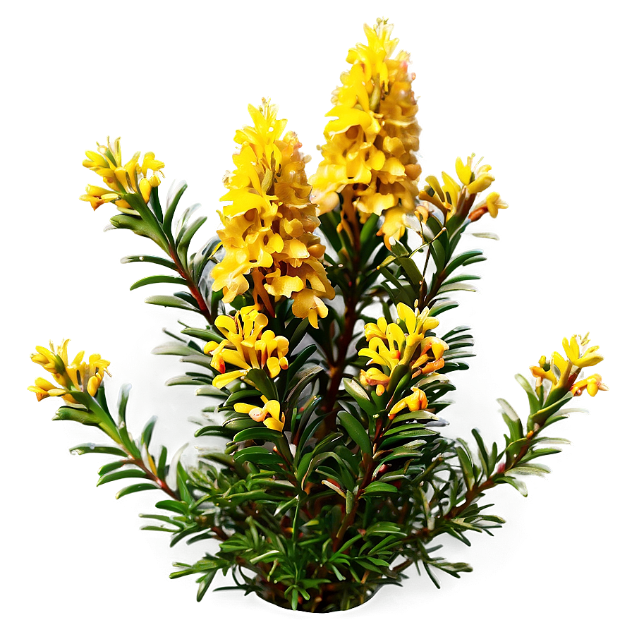 Heather Flower Bush Png Snd