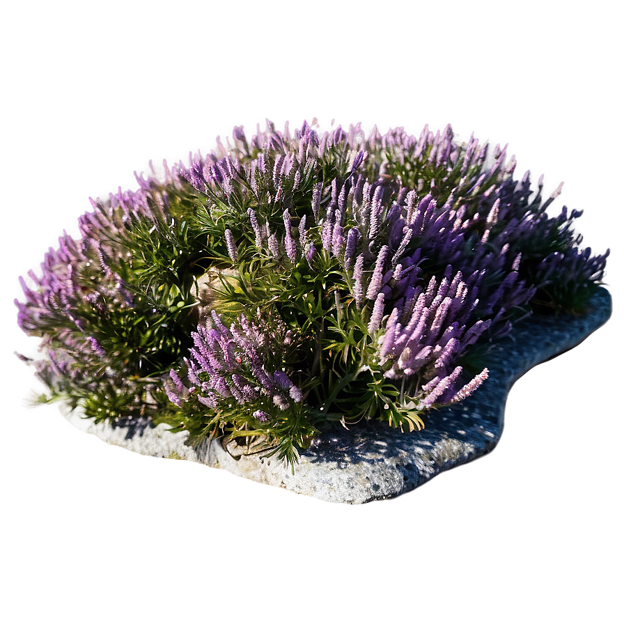 Heather On Rocky Hillside Png Pxy1