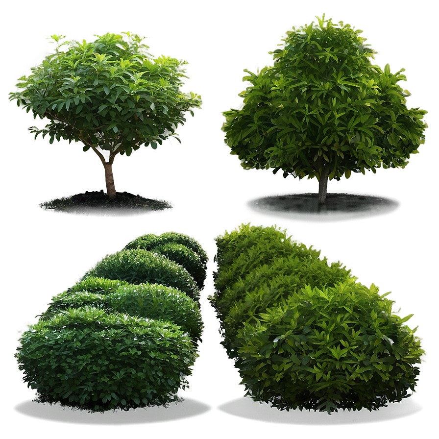 Hedge Shrubs Png 51