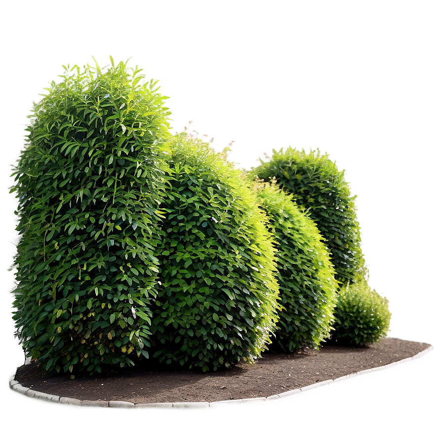 Hedge Shrubs Png Ifb