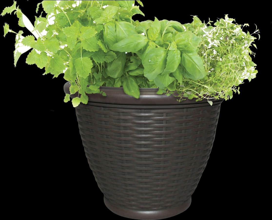 Herb Gardenin Brown Flower Pot