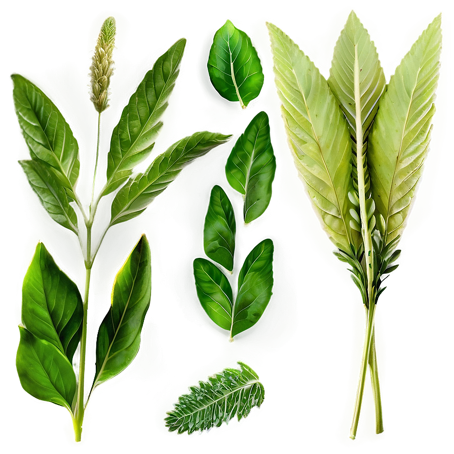 Herbal Leaves Png 86