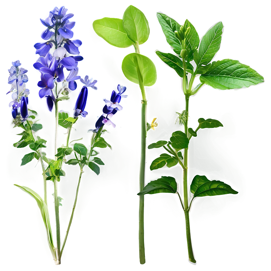 Herbal Plants Png Dnu70