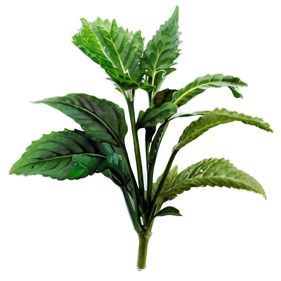 Herbal Plants Png Mjk45