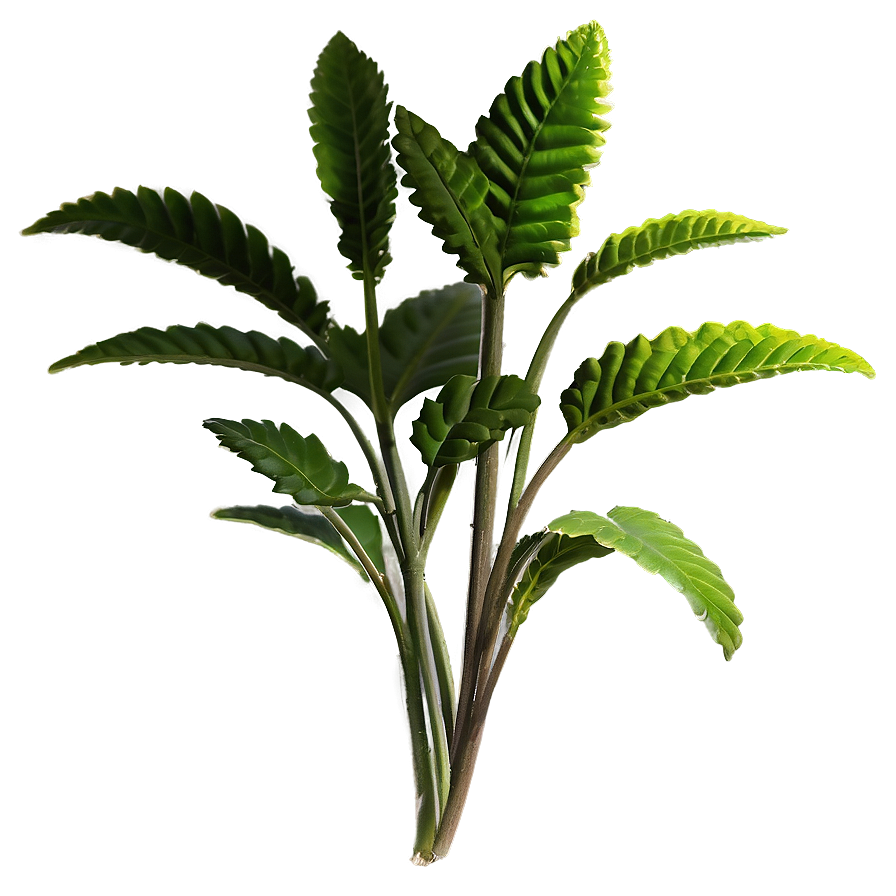 Herbal Plants Png Ren