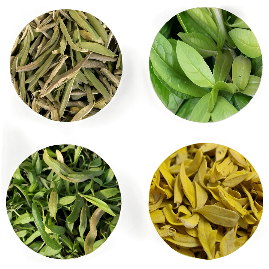 Herbal Tea Leaf Png Slw14