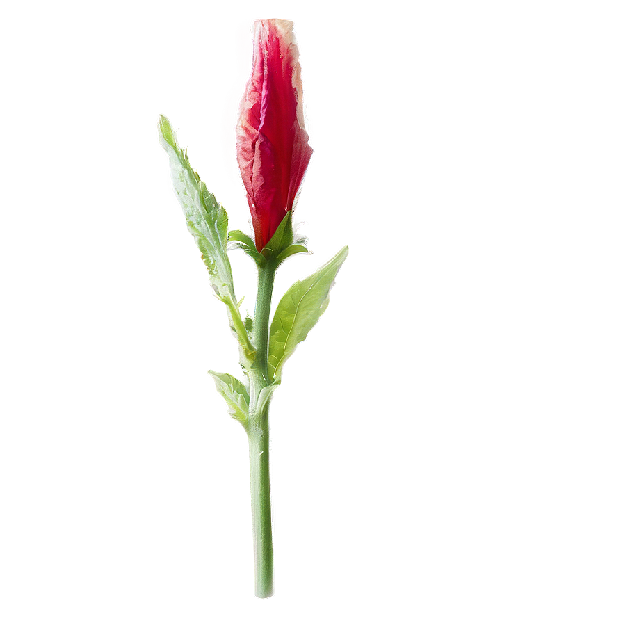 Hibiscus Bud Png Nkb2