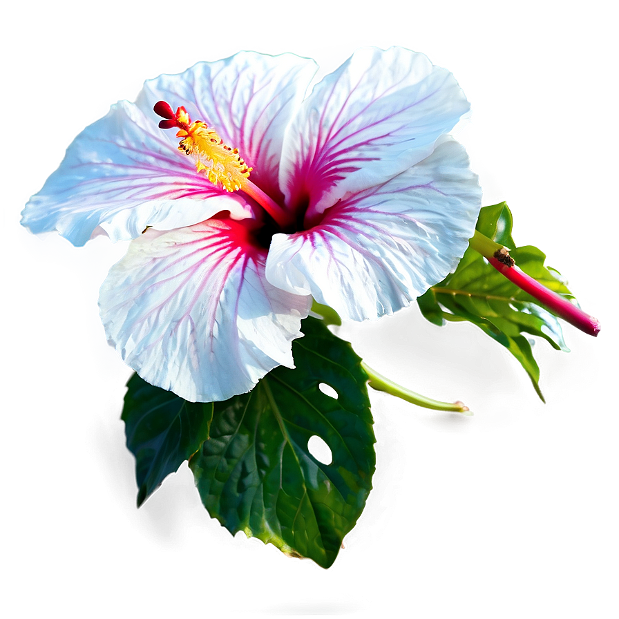 Hibiscus Close-up Png 73