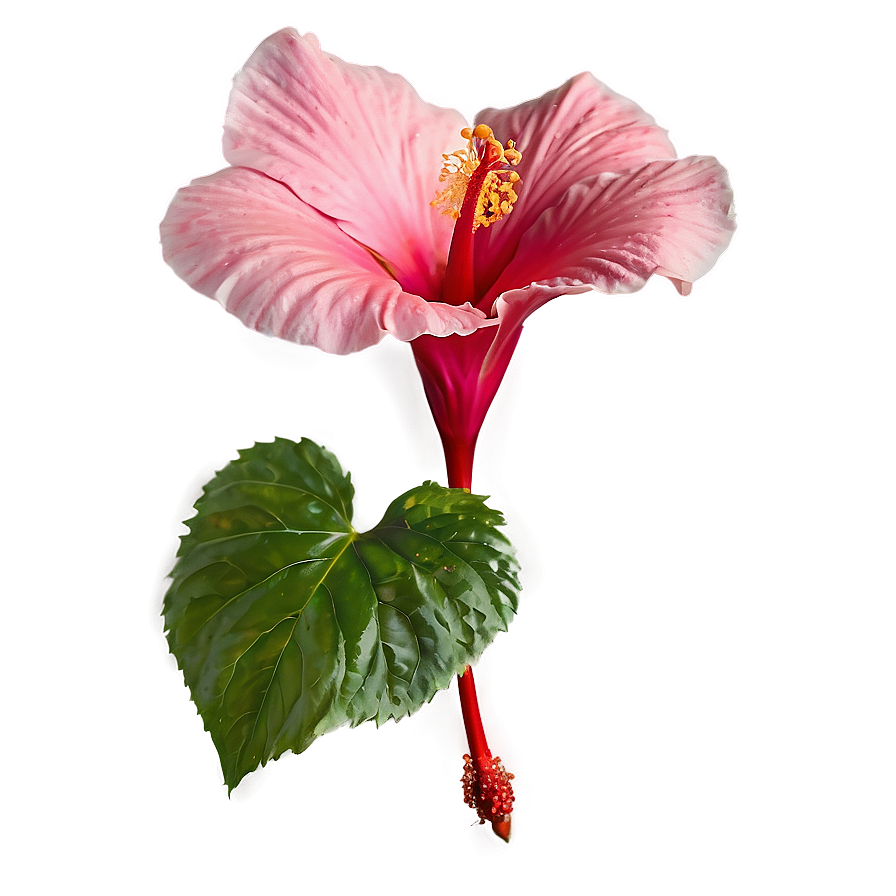 Hibiscus Petal Png 05232024